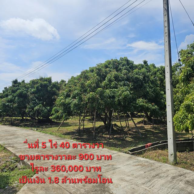 สวนลำไย 5 ไร่ อำเภอจอมทองจังหวัดเชียงใหม่ 4