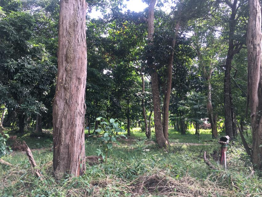 ขายที่ดินหนองขาม ศรีราชา ชลบุรี เนื้อที่ 9-1-84ไร่ หน้ากว้าง 90เมตร ลึก 180เมตร ที่ดินพื้นที่สีเหลืองอ่อน ผังเมือง EEC ใกล้นิคมปิ่นทอง3 7