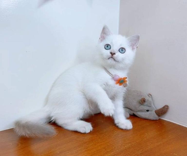 Scottish fold (ผู้หญิง) 7