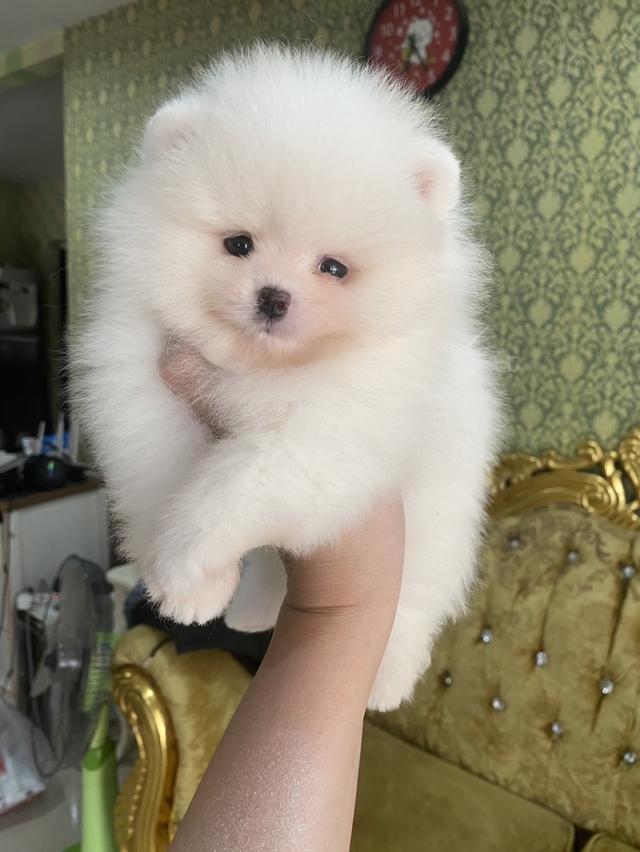 ปอมเมอเรเนียนแท้ อ้วนหมี ขนสวยแน่นฟู หมีๆ