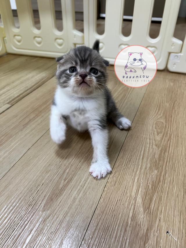 ดช สก็อตติช 2