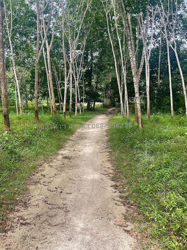 ขายสวนยาง 8 ไร่ 2 งาน70 ตารางวา คลองหรัง 2