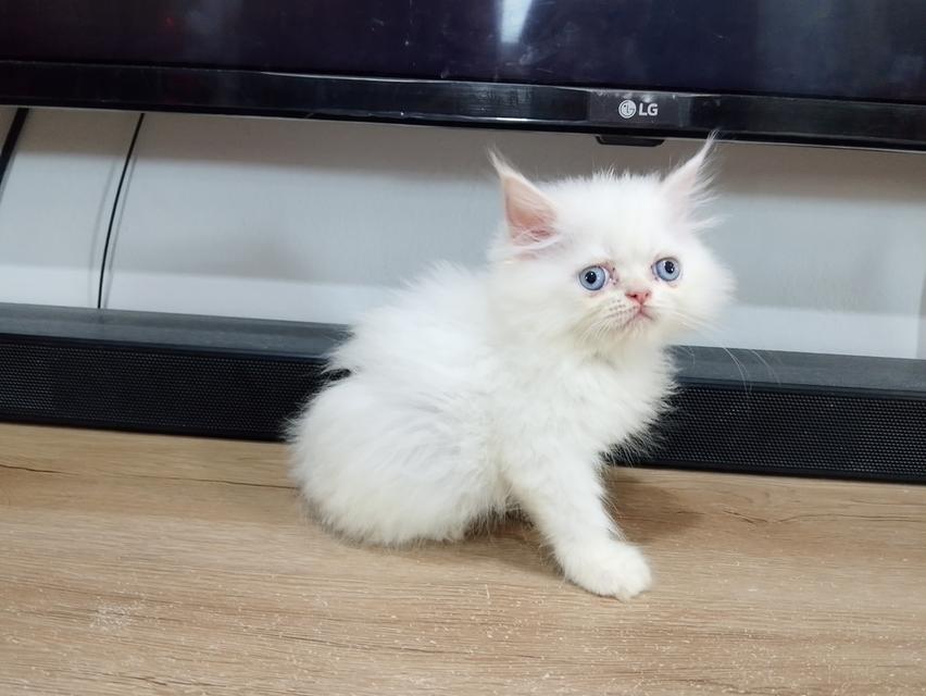 ขายลูกแมวเปอร์เซียน่ารัก เมีย ตาฟ้า พระรามสอง เทียนทะเล รูปที่ 1