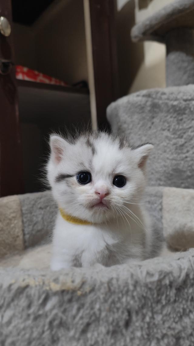 Scottish Fold (boy) 14
