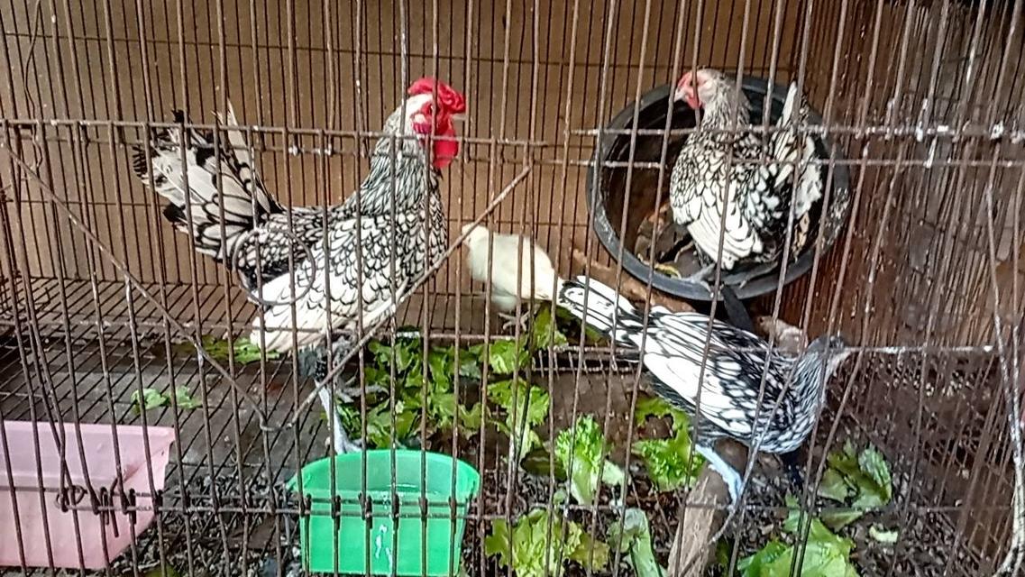 ไก่ซีไบร์ท 13