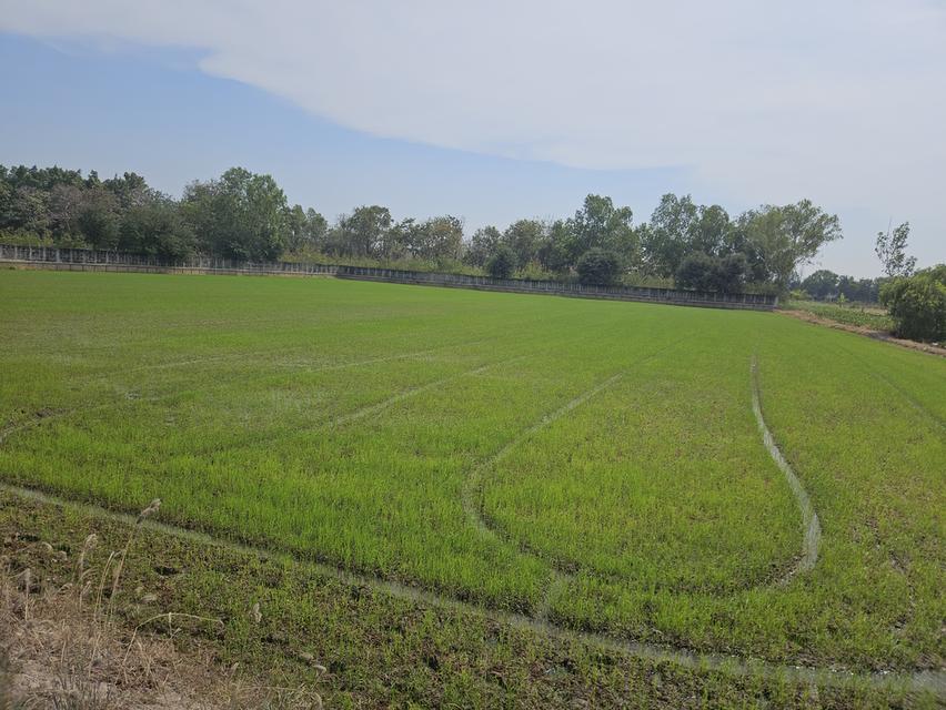 ขายที่ดินสำหรับปลูกบ้านที่ตำบลบ้านแป้งใกล้พระราชวังบางปะอินจังหวัดพระนครศรีอยุธยา 6