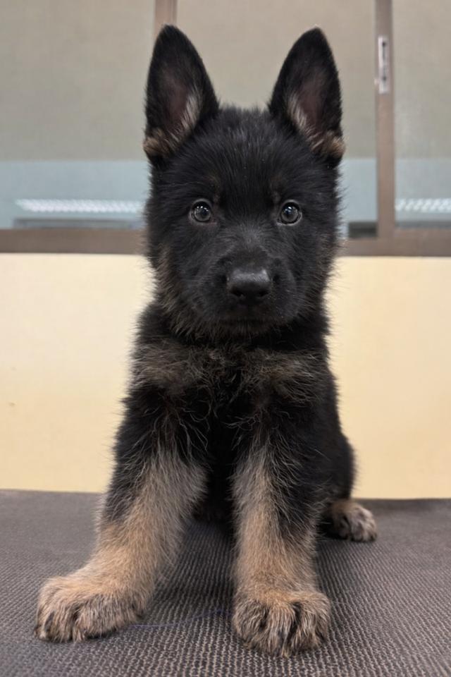 ลูกสุนัขเยอรมันเชพเพิร์ด