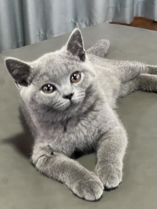 บริสติส wcf เด็กหญิง รูปที่ 3