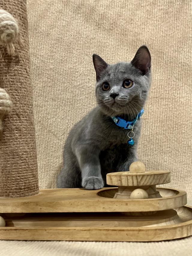 ลูกแมว บริติช ช็อตแฮร์ ใบเพ็ดนอกWCF(British Shorthair) 8