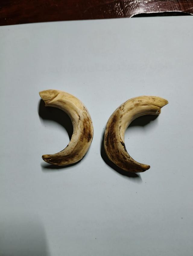 เขี้ยวหมูตันสองข้าง เก่าเก็บ