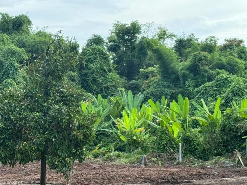 โอกาสพิเศษ ที่ดินริมน้ำนครนายก เกือบ 2 ไร่ ปรับราคาลงเหลือ 4.5 ล้านบาท 18