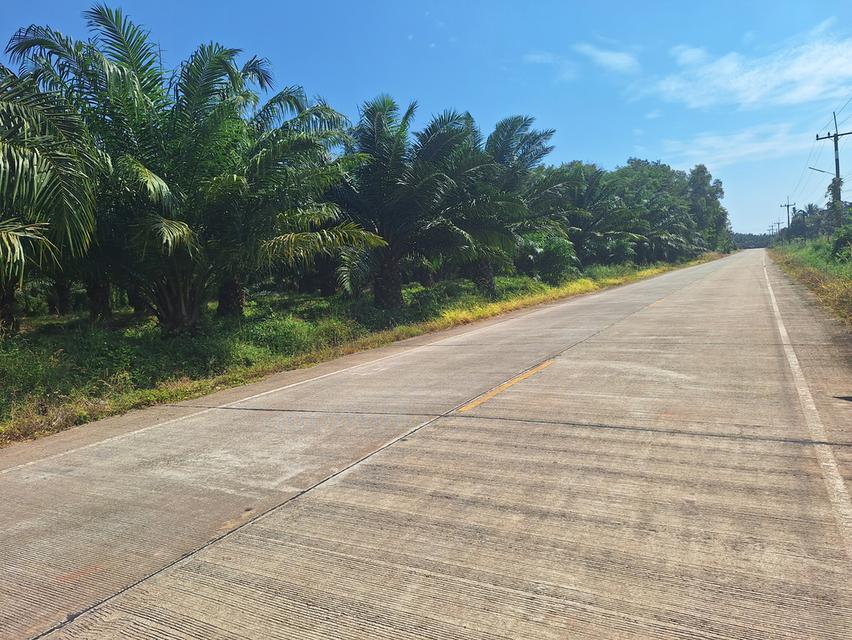 สวนทุเรียนแปลงเล็กระยอง 7