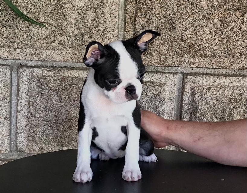Boston Terrier Puppies For New Homes รูปที่ 3