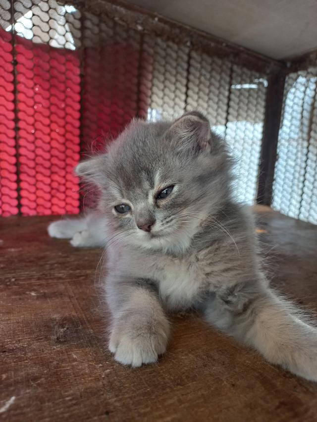 สกอตติชผสมเปอร์(โคราช)