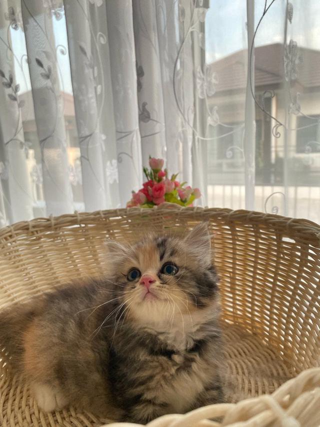 รูป หา🏠ให้น้อง เปอร์เซียผสม🐱💗 น้องได้บ้านเเล้วคะ❌