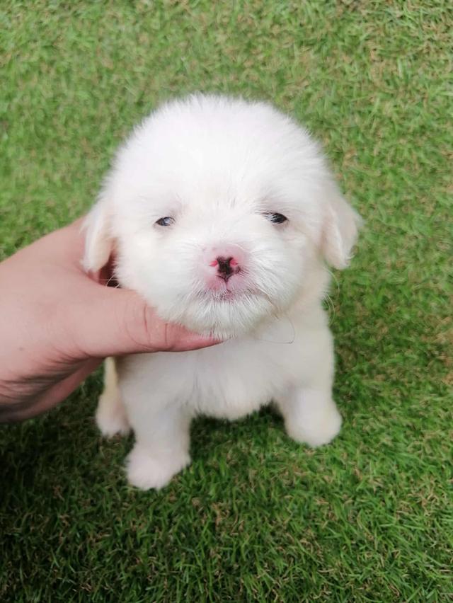 ชิสุพุดเดิ้ล หญิง น่ารัก พร้อมย้าย 3