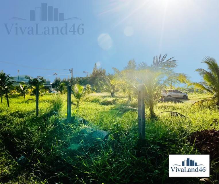 ที่ดินผืนใหญ่ ใจกลางป่าตอง 2