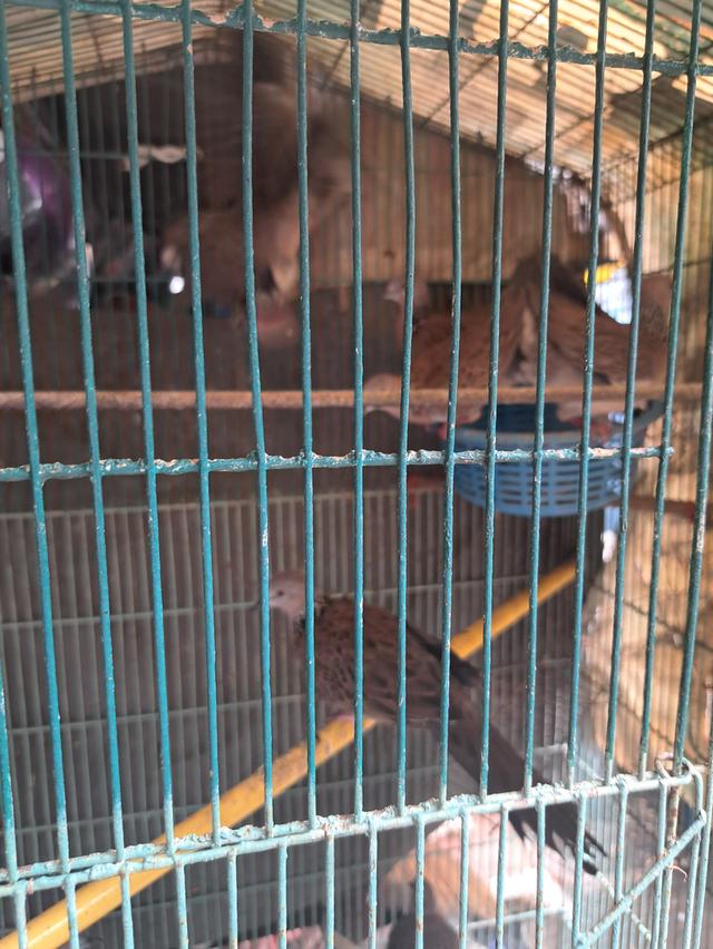 นกเขาใหญ่ นกเขาชวา