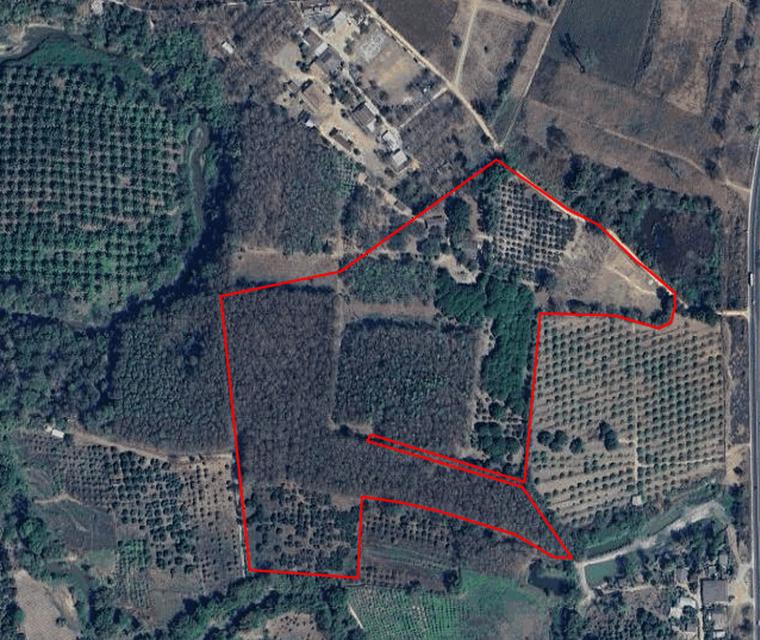 ขายที่ดินผืนใหญ่ - เชียงราย มีต้นสัก และไม้ยืนต้น มาก มีโฉนด รวม88ไร่ 3