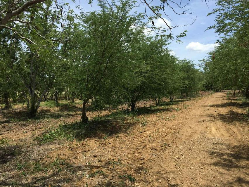 ที่ดินแปลงสวยเพชรบูรณ์ใกล้ถนนหลักใกล้ชมชนใกล้แหล่งท่องเที่ยว 9
