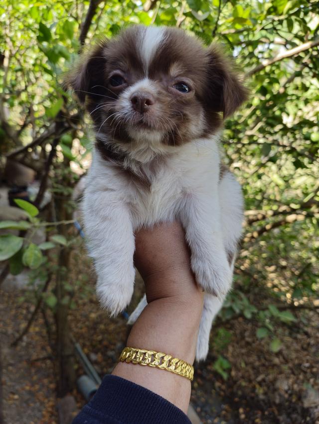 สุนัข สัตว์เลี้ยง ชิวาว่า หมาพันธุ์เล็ก