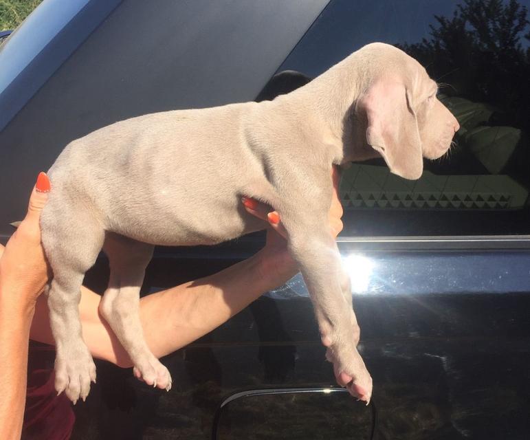 Weimaraner Puppies WhatsApp me : +66 63 826 3042 รูปย่อยที่ 2