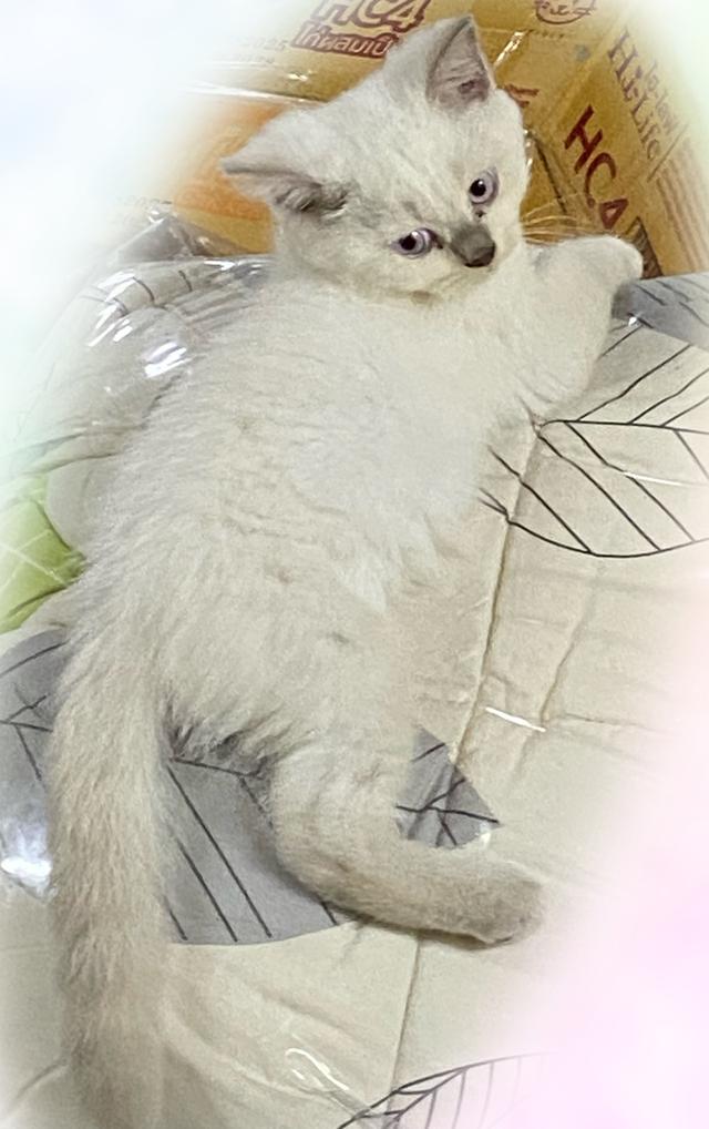 ลูกแมวพันธุ์บริติช ช็อตแฮร์ 6