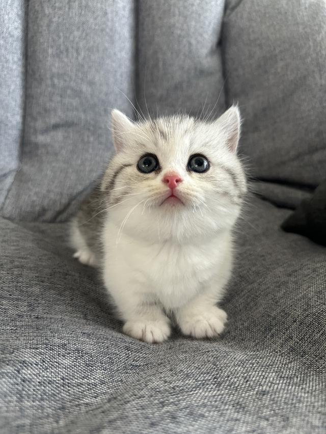 แมวmunchkin ขาสั้น เพศชาย