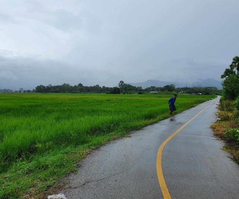 ประกาศขายที่นา - ตำบลแม่โป่ง อำเภอดอยสะเก็ด เจ้าของขายเอง 2