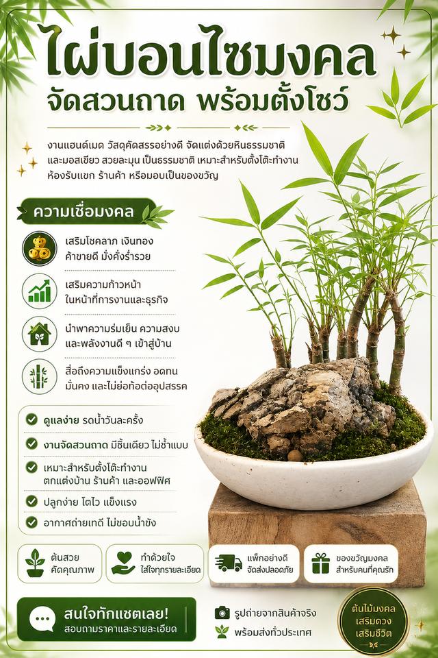 ต้นไผ่บอนไซจัดสวนถาด