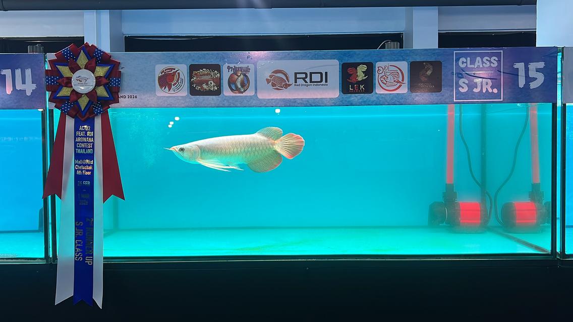 24 Red Arowana 🇹🇭 ปลามังกรนำเข้าแดงอินโด สนามหลวง2ซอย10 รูปที่ 5