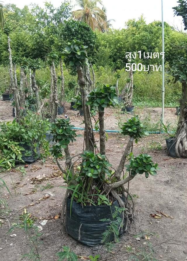 ไทรต่อยอดช้อนเงินช้อนทอง
