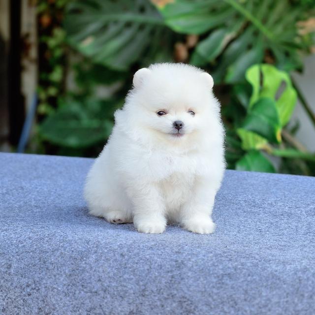 น้องกลูต้า ปอมขาวทีคัพหนุ่มหล่อ 6