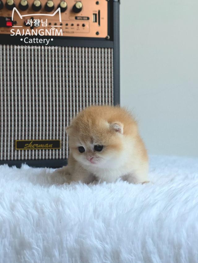 ลูกแมวบริติช ช็อตแฮร์ เพศชาย