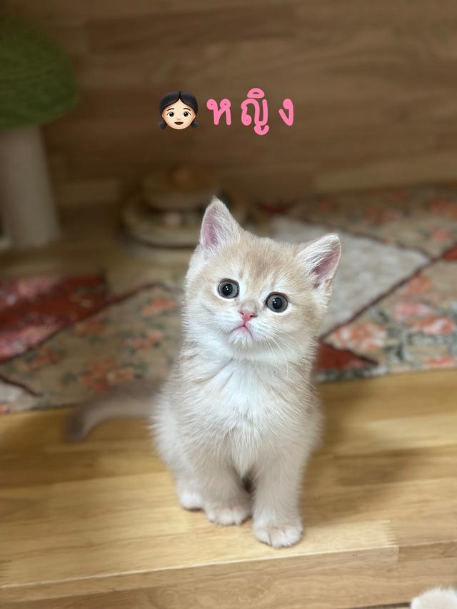 แมวมันซ์กิ้น- บริติช ขาปกติ