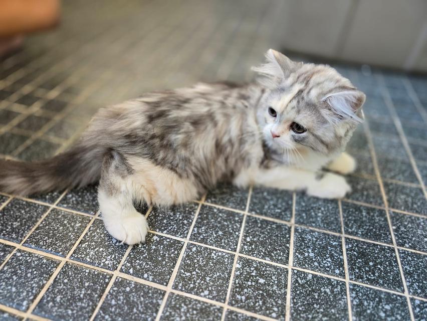 แมว สก็อตติชโฟลด์หูตั้งเสี้ยว Himalayan 6