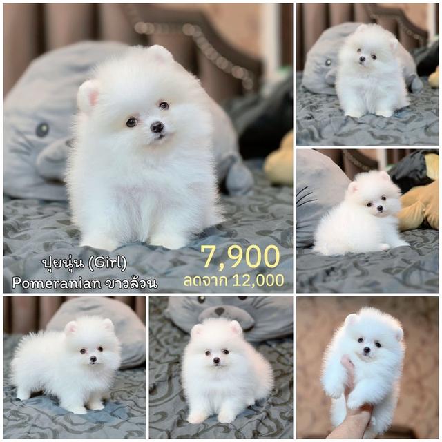 ปอมเมอเรเนียนแท้ เพศเมีย สีขาวล้วน