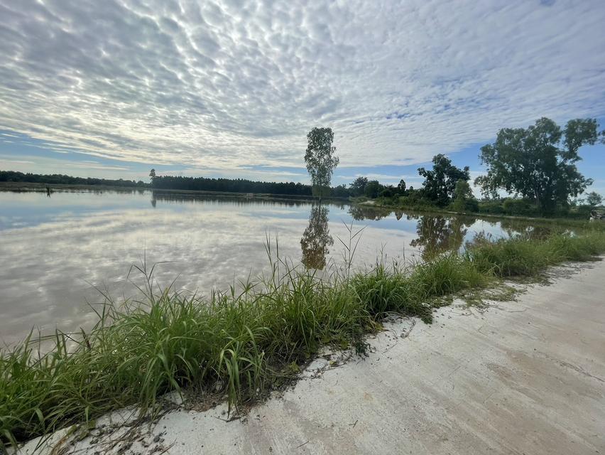 ขายที่นาพนมสารคาม 4 ไร่ หลังตลาดพนม ใกล้ถนนเส้น 3444 – 850 เมตร ใกล้ถนนเส้น 3481 – 1 กม. จ.ฉะเชิงเทรา 8