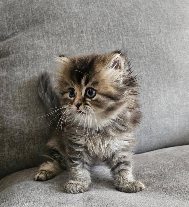 สก็อตติชโฟลด์ ฟูฟูจัง