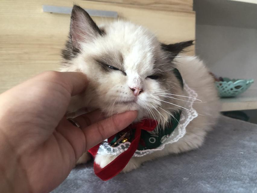 แมวแร็กดอล เด็กผู้หญิง3เดือนผ่อนได้ รูปที่ 2