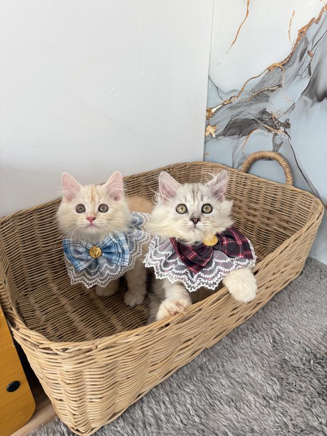 ลูกแมวพันธุ์เปอร์เซียแท้ รูปที่ 4