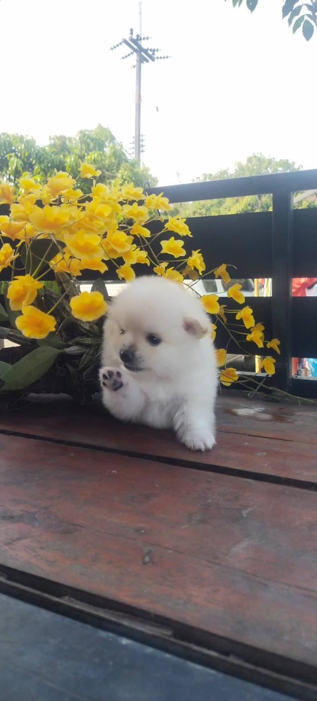 ขายลูกสุนัขพันธุ์ปอม รูปย่อยที่ 2