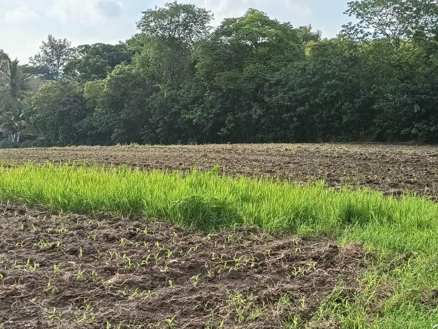 ที่ดินปากช่อง ต.พญาเย็น จ.นครราชสีมา 9