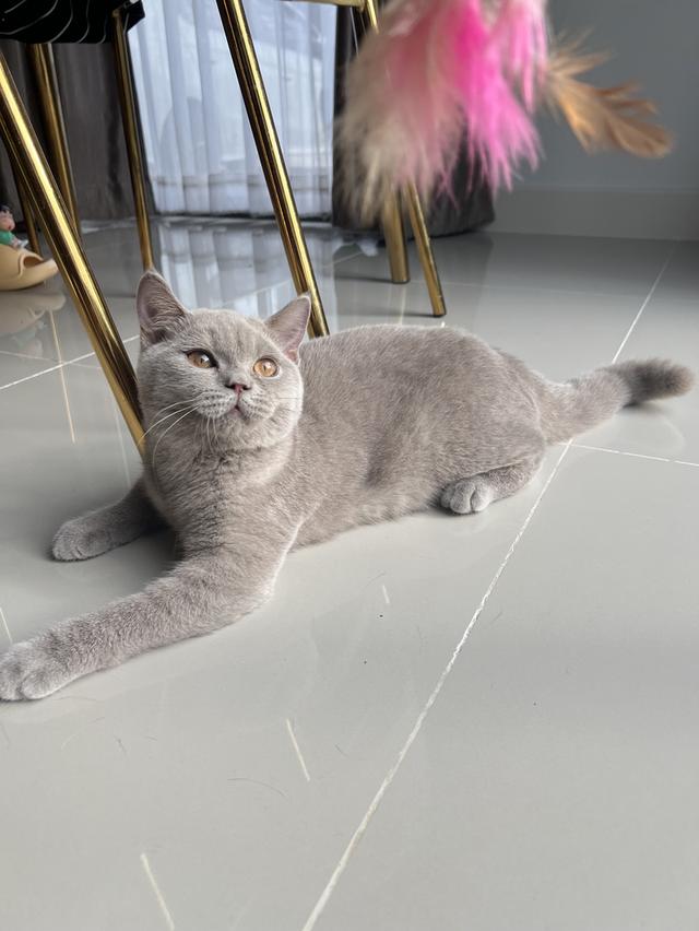 แมว บริติช เพศเมีย 4