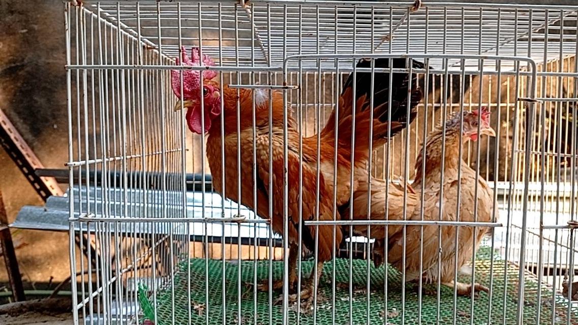 ไก่ซีไบร์ท 7