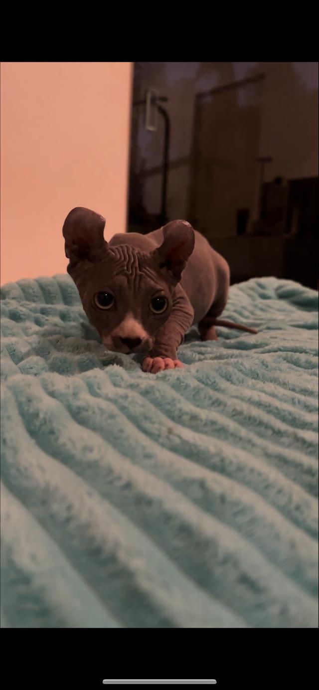 black elf sphynx kitten 3 months old รูปที่ 4