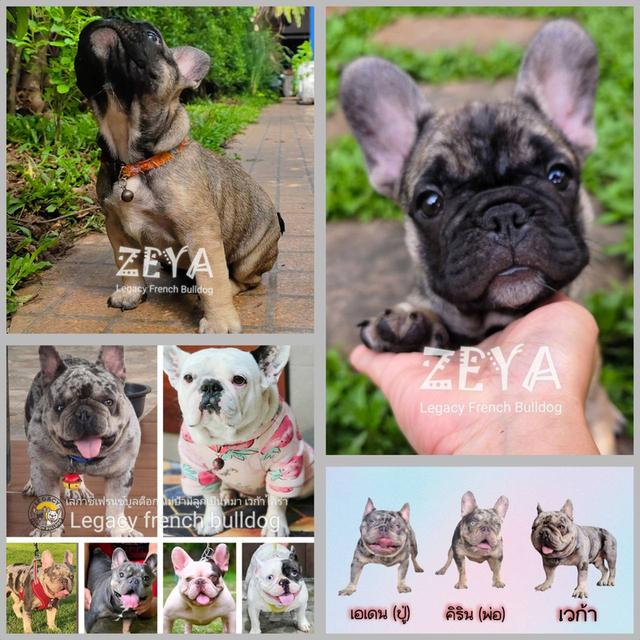 ZEYA เฟรนช์บูลด็อก เพศเมีย สีเซเบิล