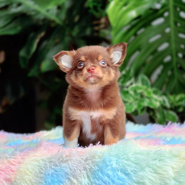 น้องเฟมัส ชิวาวาขนยาวสีช้อคแทนเพศผู้