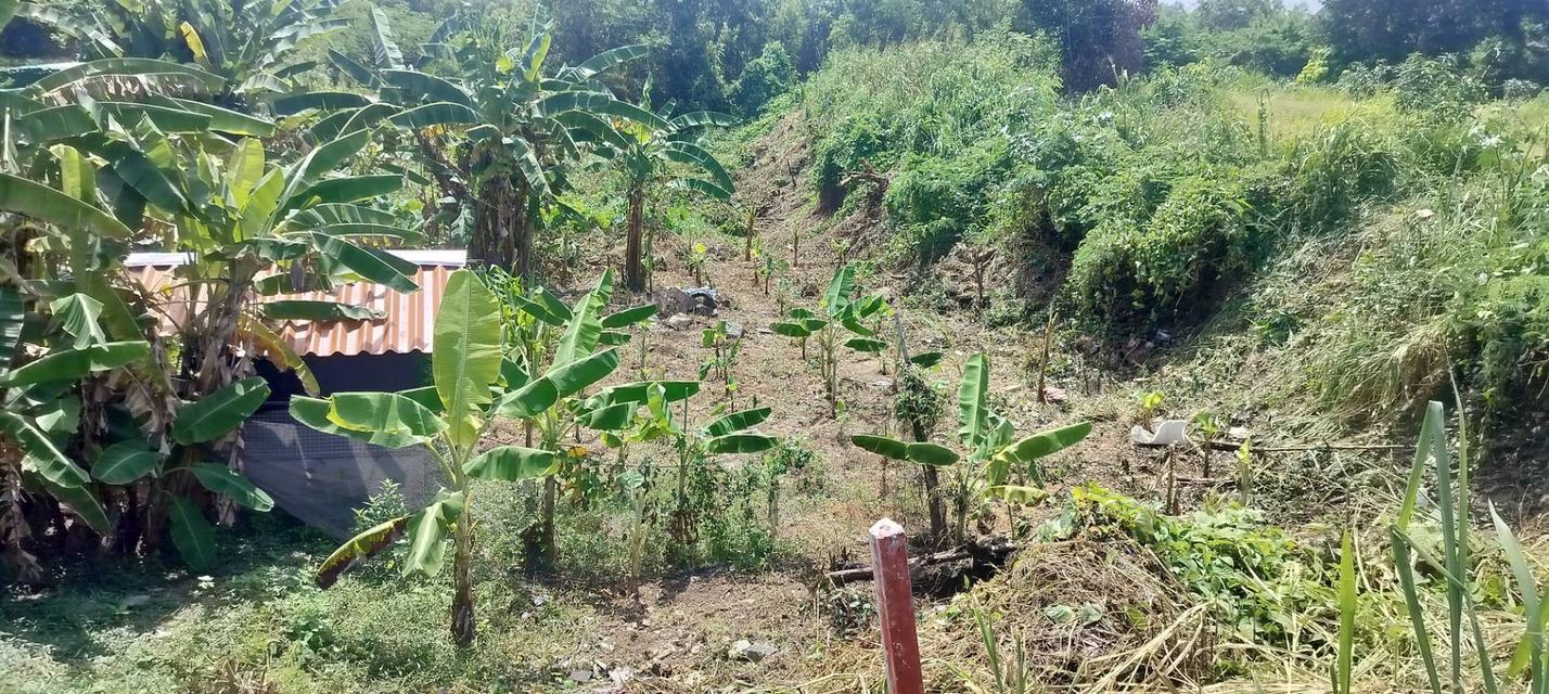 📢 ประกาศขายที่ดินทำเลศักยภาพ ระยอง – แกลง  ขายที่ดินสวย ติดถนนใหญ่สาย เพ–แกลง–กร่ำ ทำเลดี เดินทางสะดวก ใกล้ทะเลและแหล่งท่องเที่ยวชื่อดัง  📍 ที่ตั้ง: 2