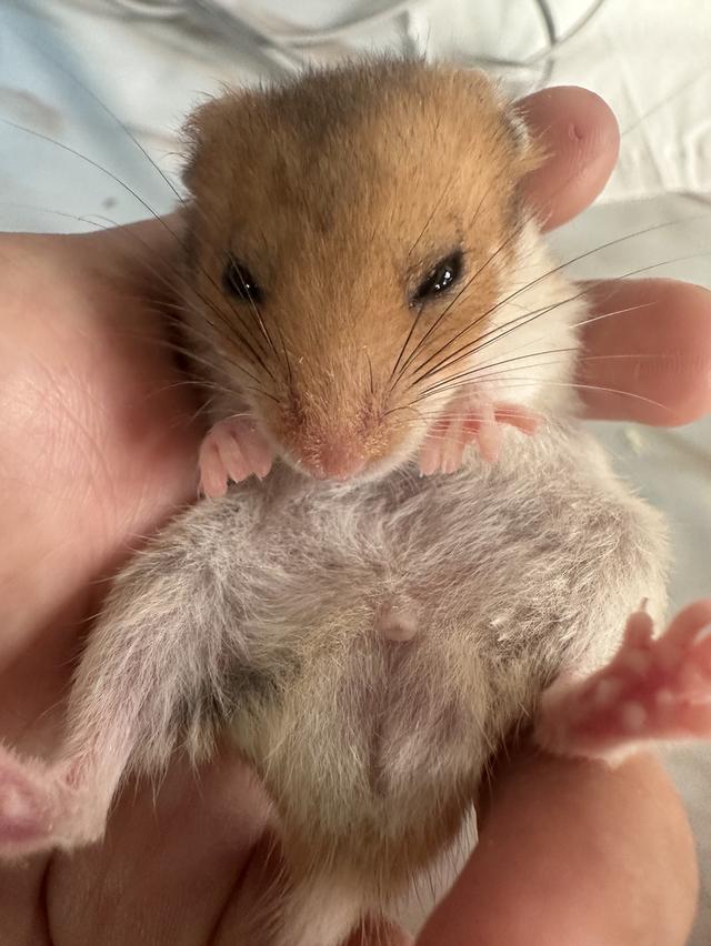 หนูแฮมเตอราาาาาาาาาาาาาา 2